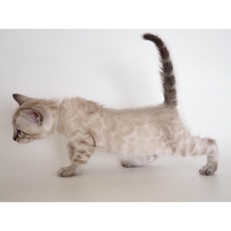 販売中の神奈川県のベンガル-135506の11枚目