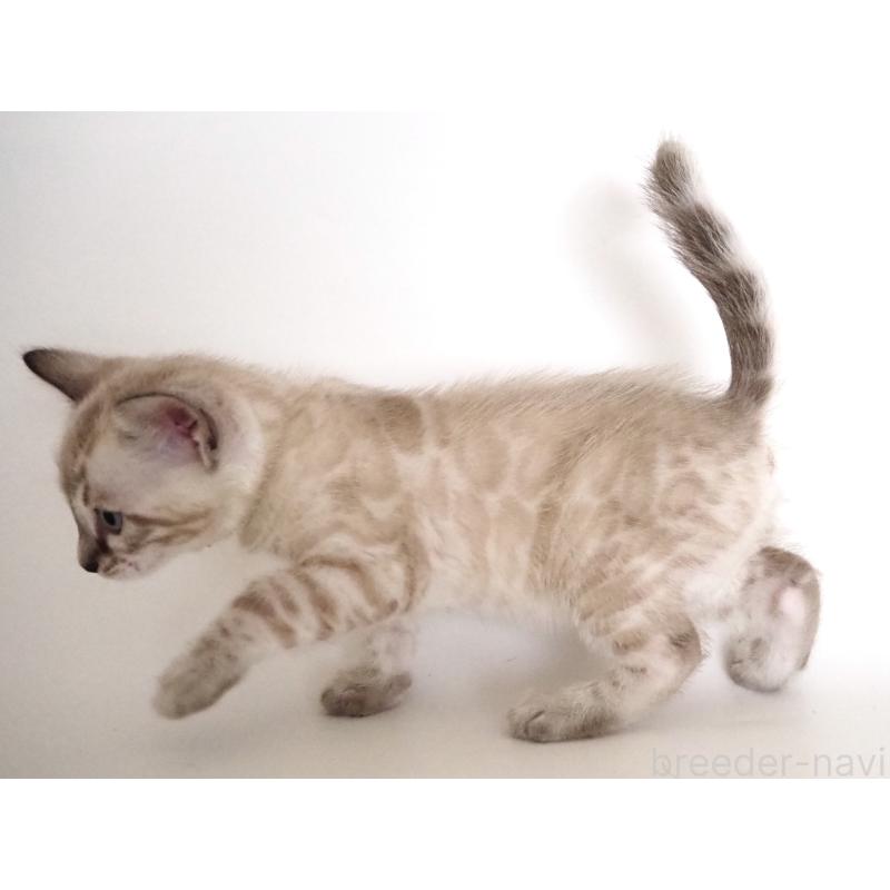 販売中の神奈川県のベンガル-135506の10枚目