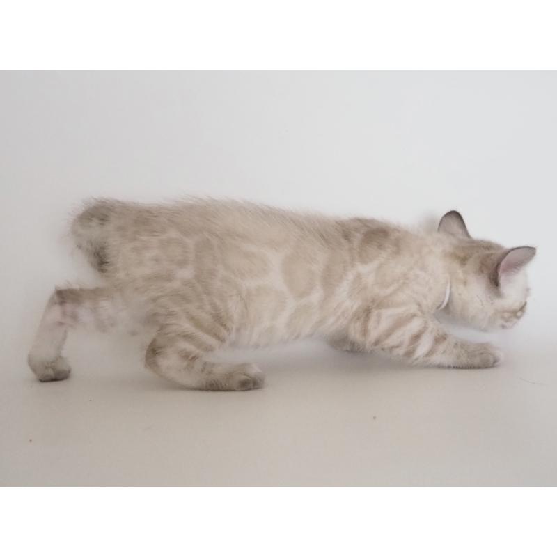 販売中の神奈川県のベンガル-135506の9枚目