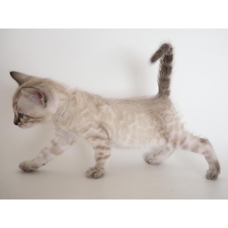 販売中の神奈川県のベンガル-135506の8枚目