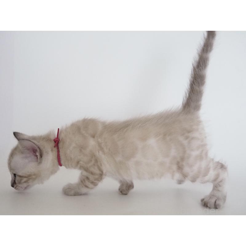 販売中の神奈川県のベンガル-135506の7枚目