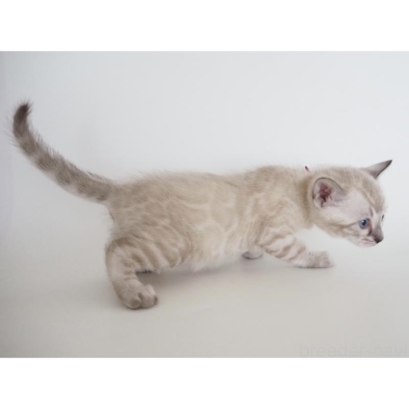 販売中の神奈川県のベンガル-135506の5枚目