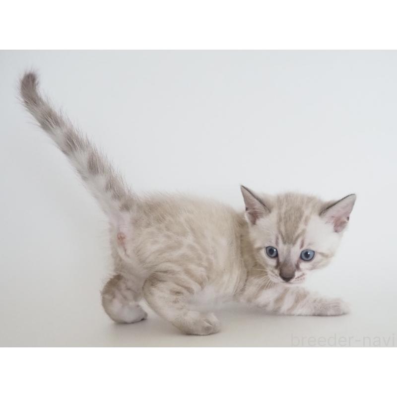 販売中の神奈川県のベンガル-135506の4枚目