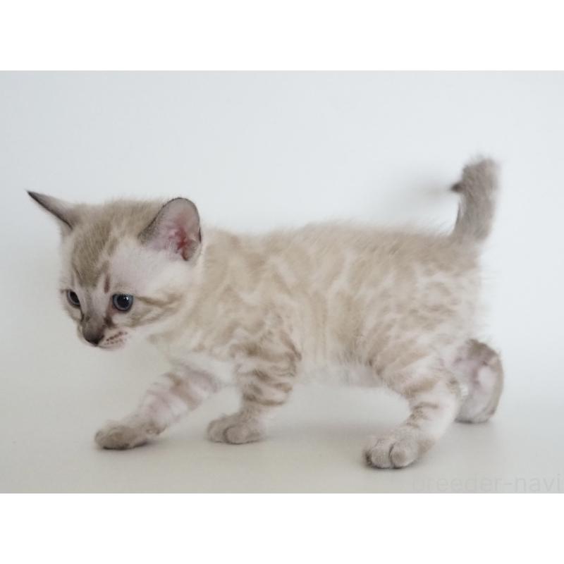 販売中の神奈川県のベンガル-135506の3枚目