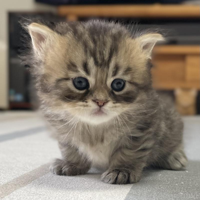 販売中の愛知県のミヌエット-134738