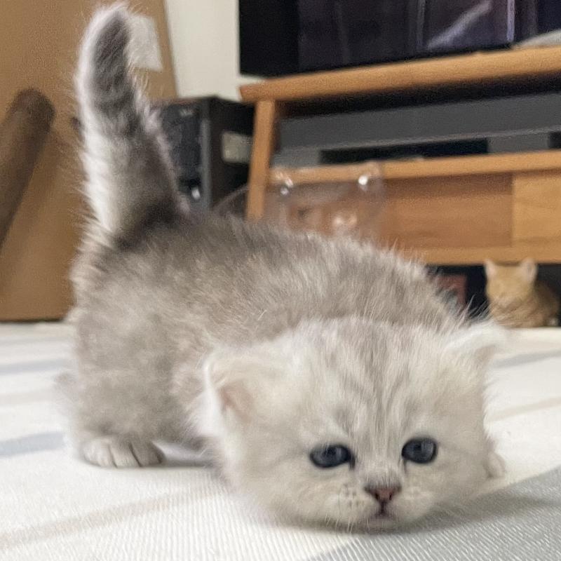 販売中の愛知県のミヌエット-134739