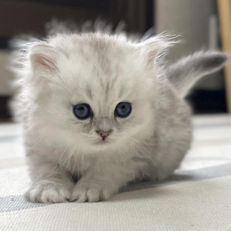 販売中の愛知県のミヌエット-134740