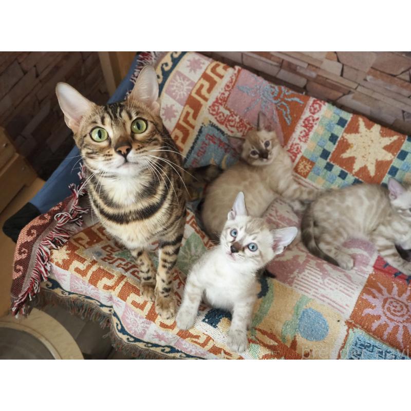 アイリーちゃん1枚目