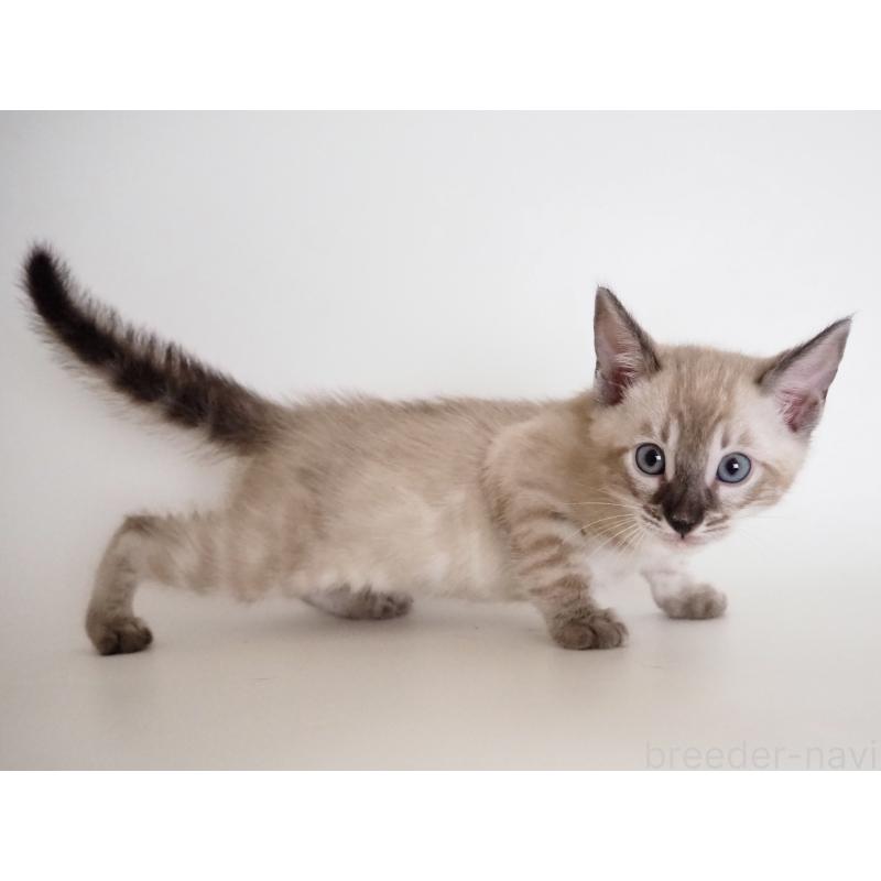 販売中の神奈川県のベンガル-135507の8枚目