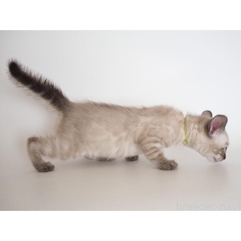 販売中の神奈川県のベンガル-135507の7枚目