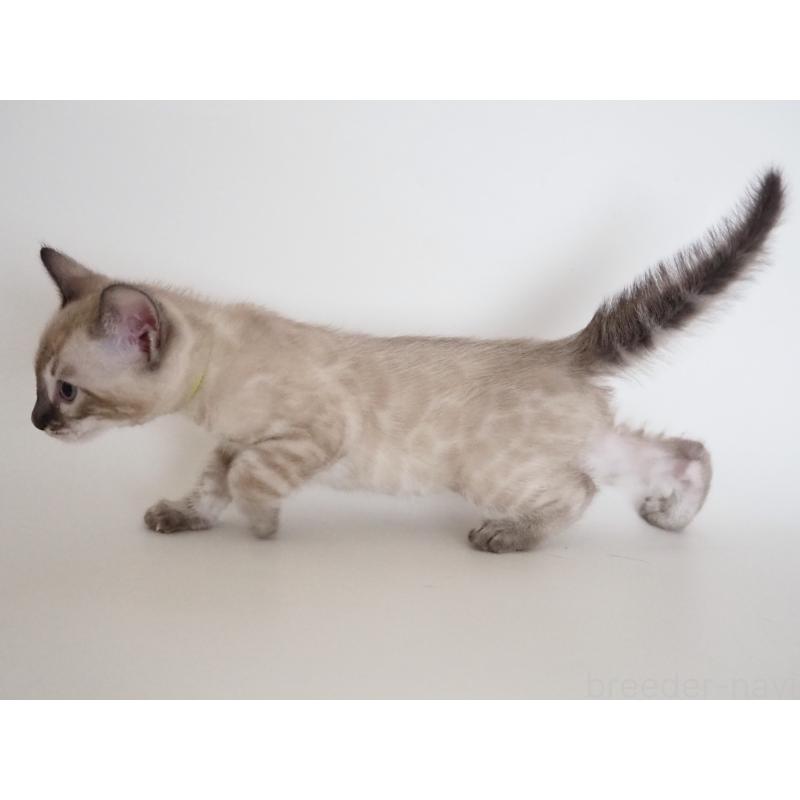 販売中の神奈川県のベンガル-135507の6枚目