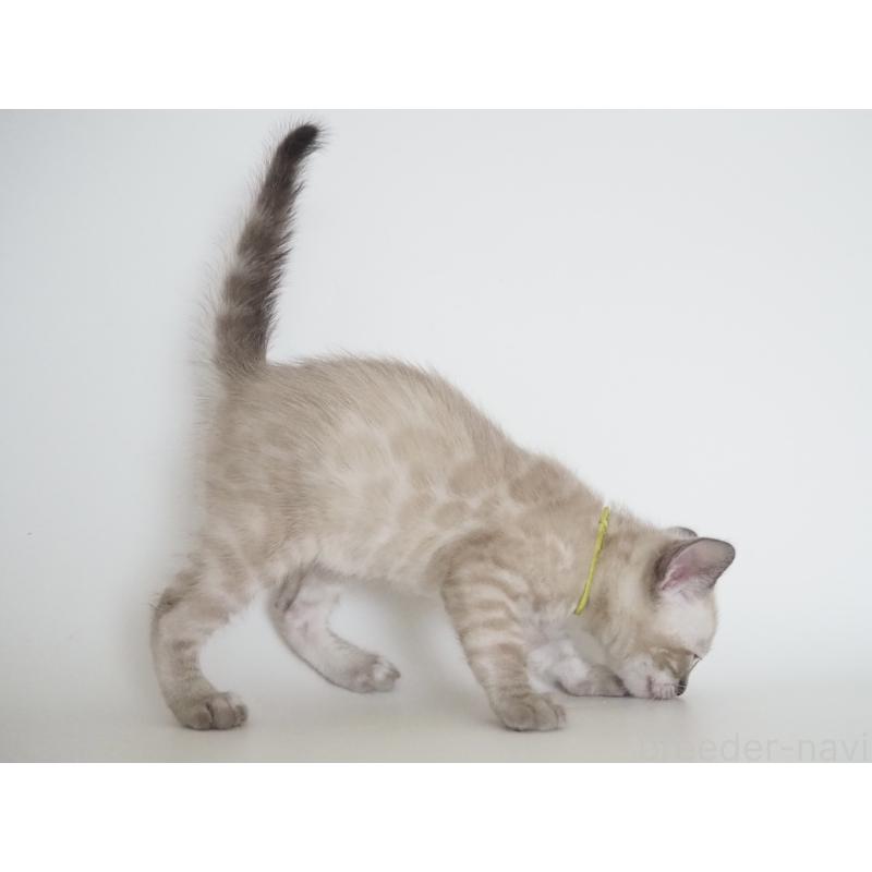 販売中の神奈川県のベンガル-135507の5枚目