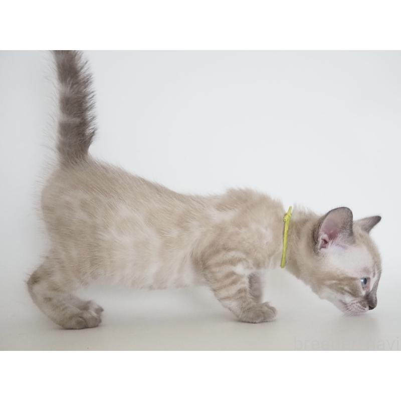 販売中の神奈川県のベンガル-135507の4枚目