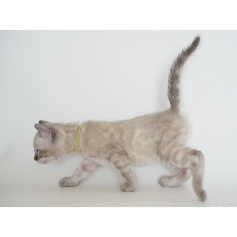 販売中の神奈川県のベンガル-135507の3枚目