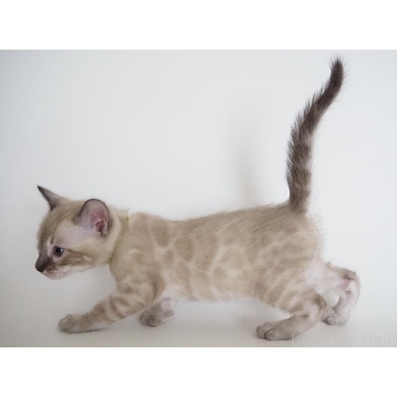 販売中の神奈川県のベンガル-135507の2枚目