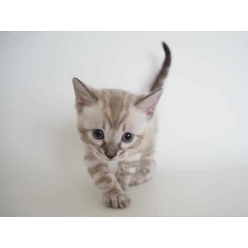 販売中の神奈川県のベンガル-135508の8枚目