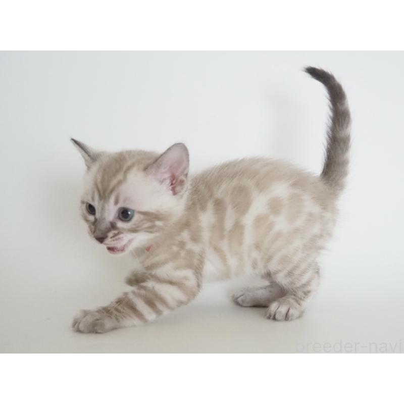 販売中の神奈川県のベンガル-135508の7枚目