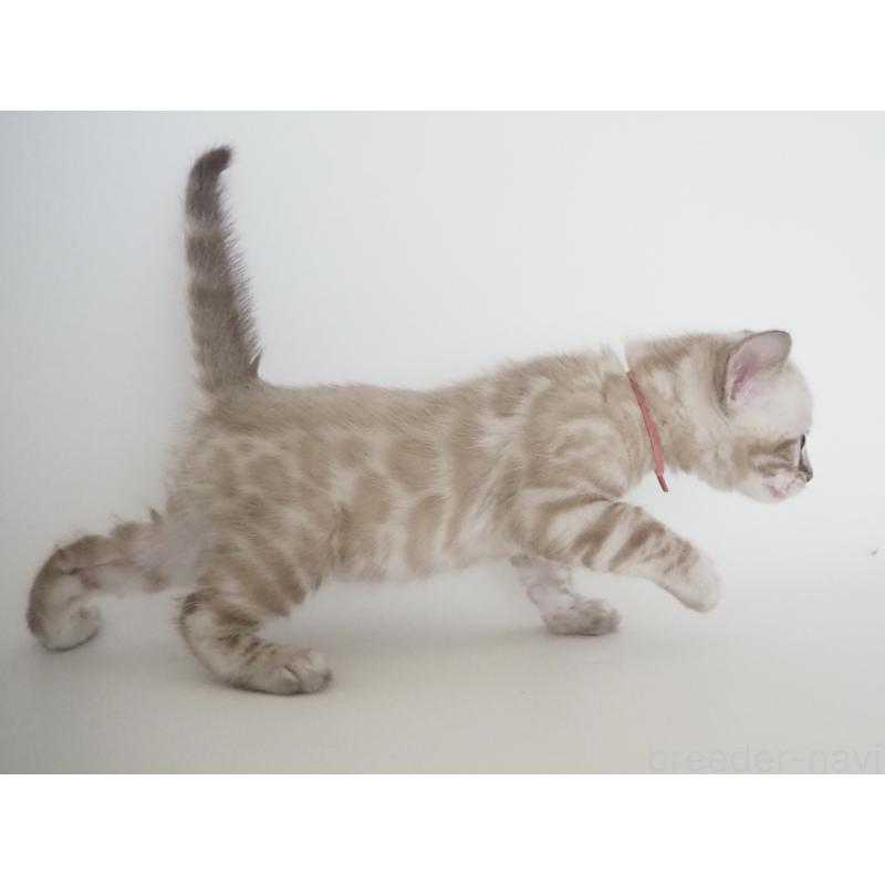 販売中の神奈川県のベンガル-135508の6枚目