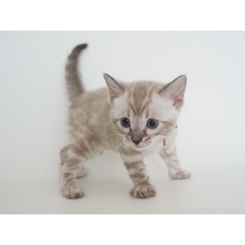 販売中の神奈川県のベンガル-135508の5枚目