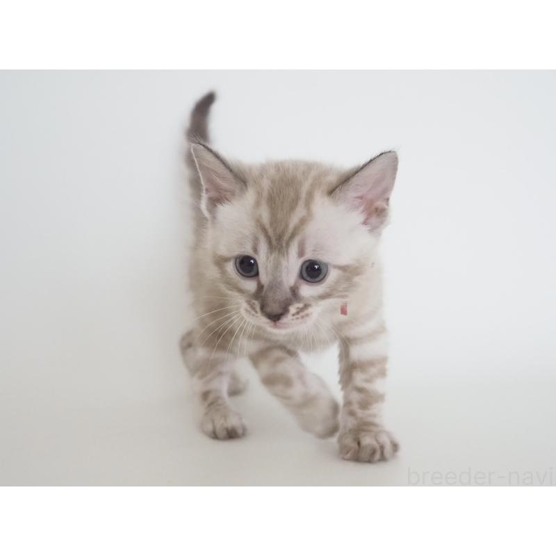 販売中の神奈川県のベンガル-135508の4枚目