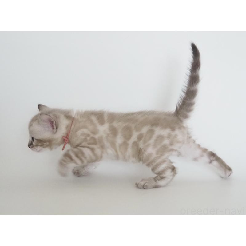 販売中の神奈川県のベンガル-135508の3枚目