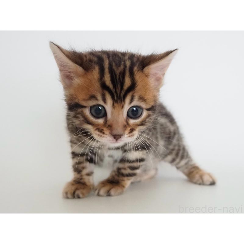 販売中の神奈川県のベンガル-135509の15枚目