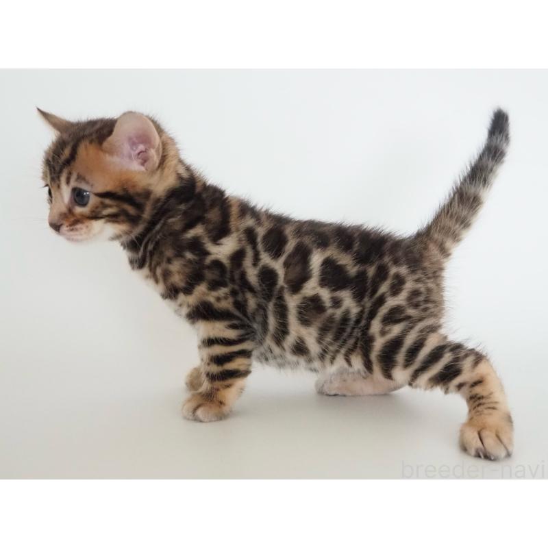 販売中の神奈川県のベンガル-135509の14枚目