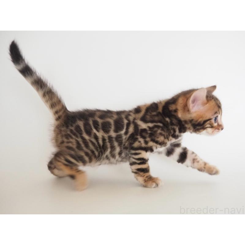 販売中の神奈川県のベンガル-135509の13枚目