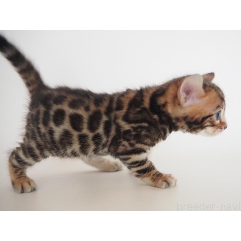 販売中の神奈川県のベンガル-135509の11枚目