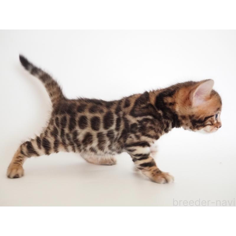 販売中の神奈川県のベンガル-135509の10枚目