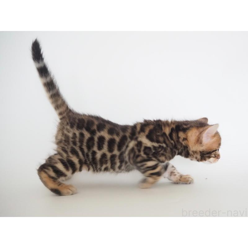 販売中の神奈川県のベンガル-135509の9枚目