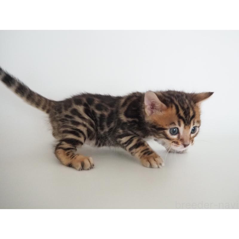 販売中の神奈川県のベンガル-135509の8枚目