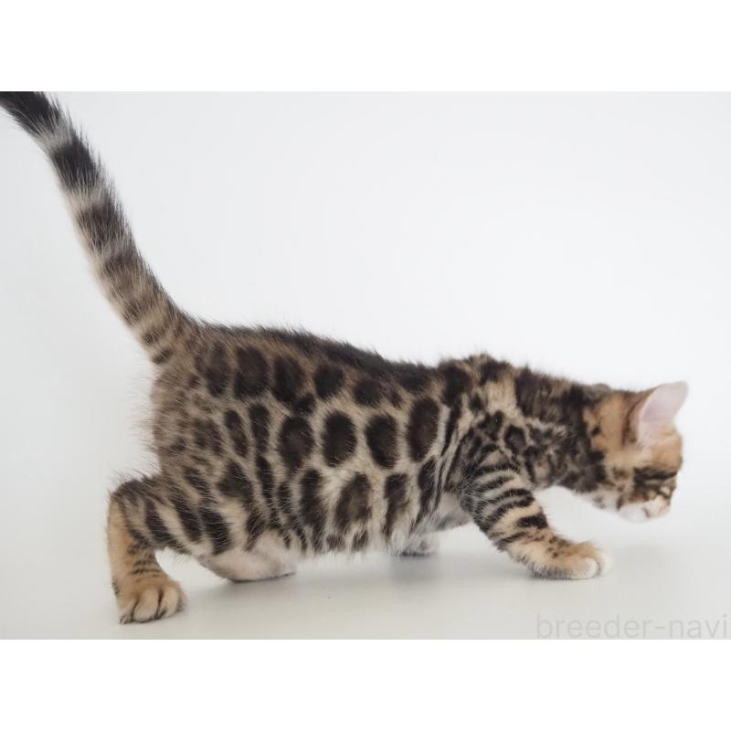 販売中の神奈川県のベンガル-135509の6枚目