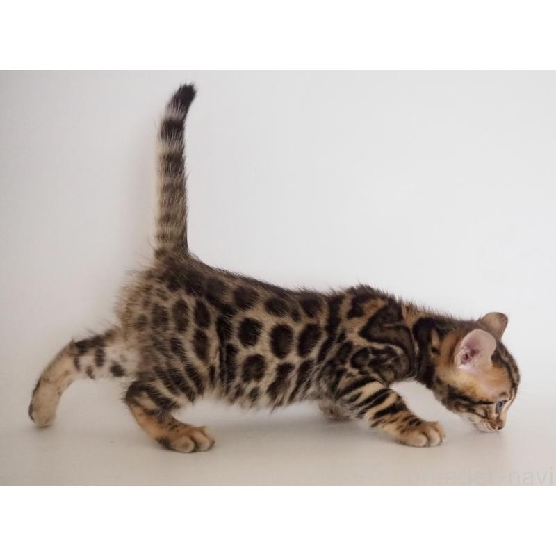 販売中の神奈川県のベンガル-135509の5枚目