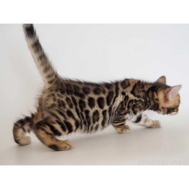 販売中の神奈川県のベンガル-135509の4枚目