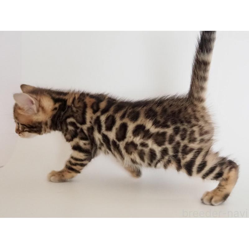 販売中の神奈川県のベンガル-135509の3枚目