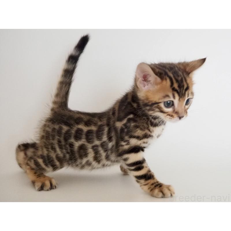 販売中の神奈川県のベンガル-135509の2枚目