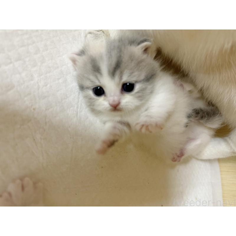 販売中の静岡県のミヌエット(短足)-135306