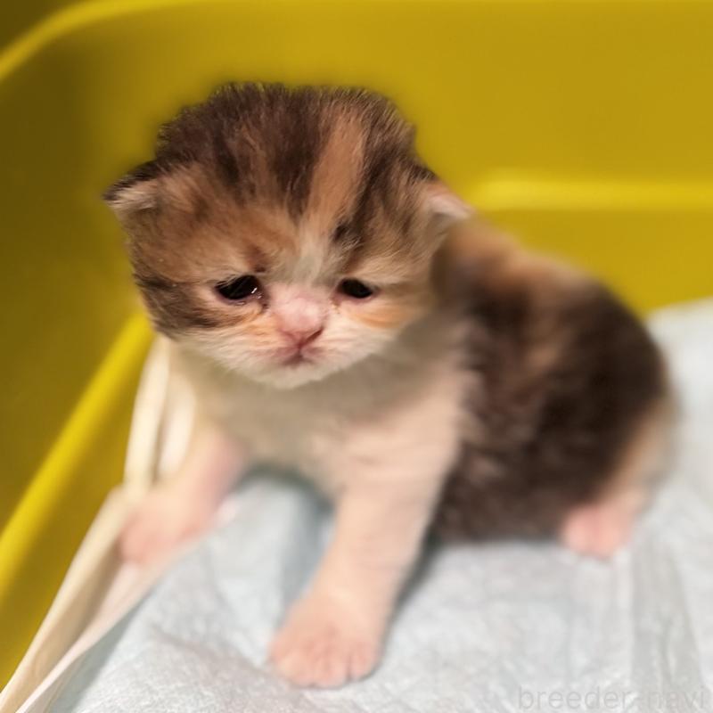 販売中の埼玉県のエキゾチックロングヘア-135173