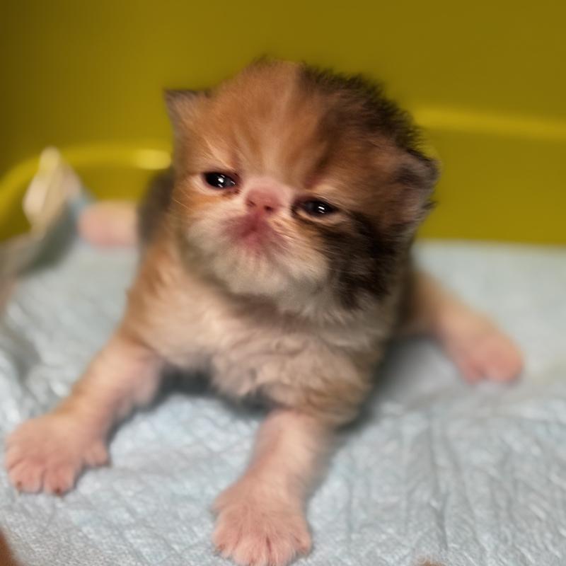 販売中の埼玉県のエキゾチックショートヘア-135174