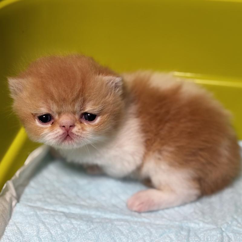 販売中の埼玉県のエキゾチックショートヘア-135171