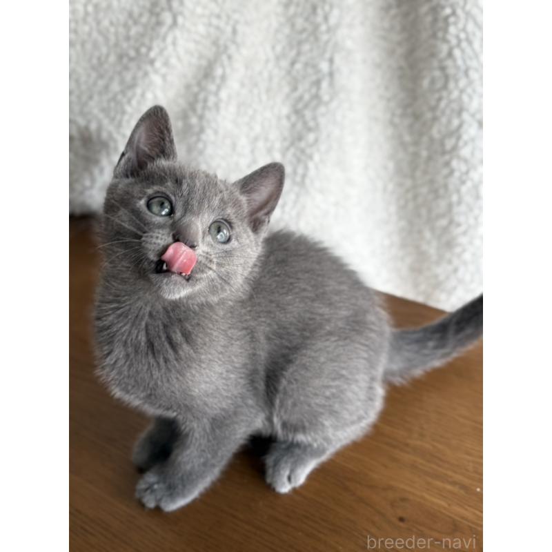 販売中の静岡県のミックス-135510の5枚目