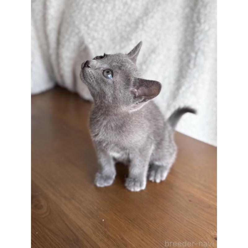 販売中の静岡県のミックス-135510の4枚目