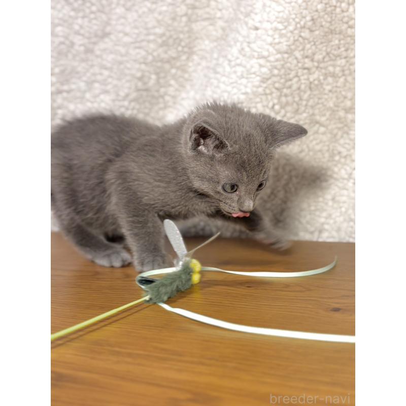 販売中の静岡県のミックス-135510の3枚目