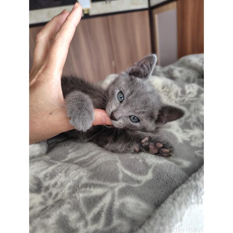 販売中の静岡県のミックス-135510の2枚目