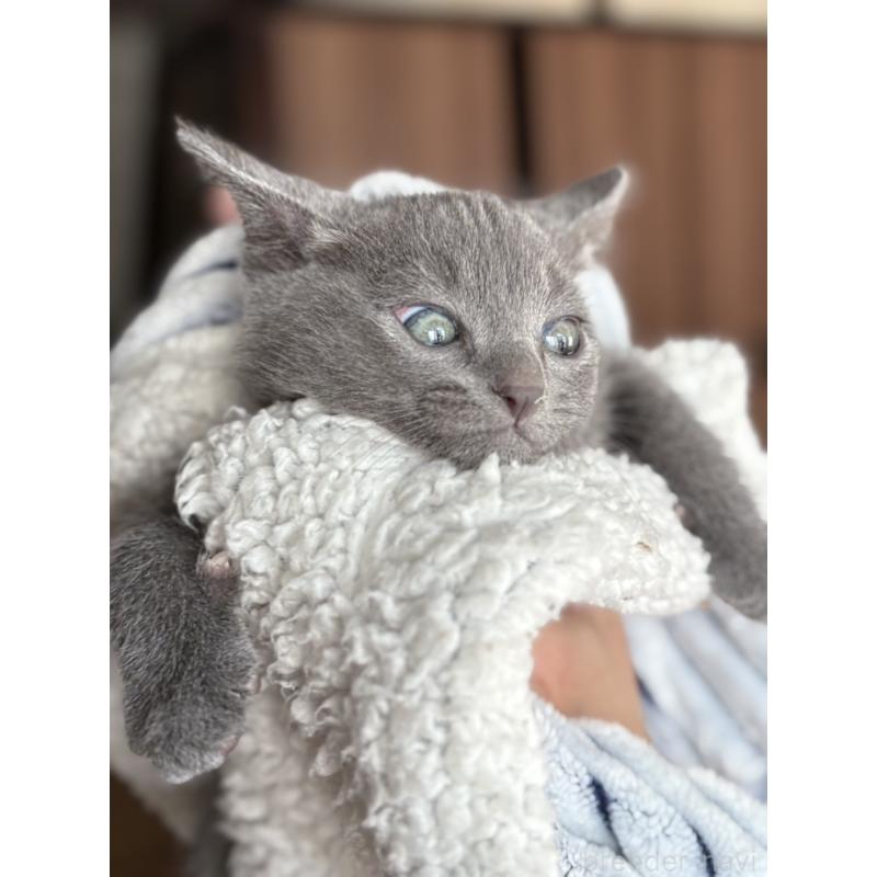 販売中の静岡県のミックス-135511の5枚目