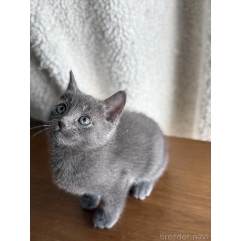 販売中の静岡県のミックス-135511の4枚目