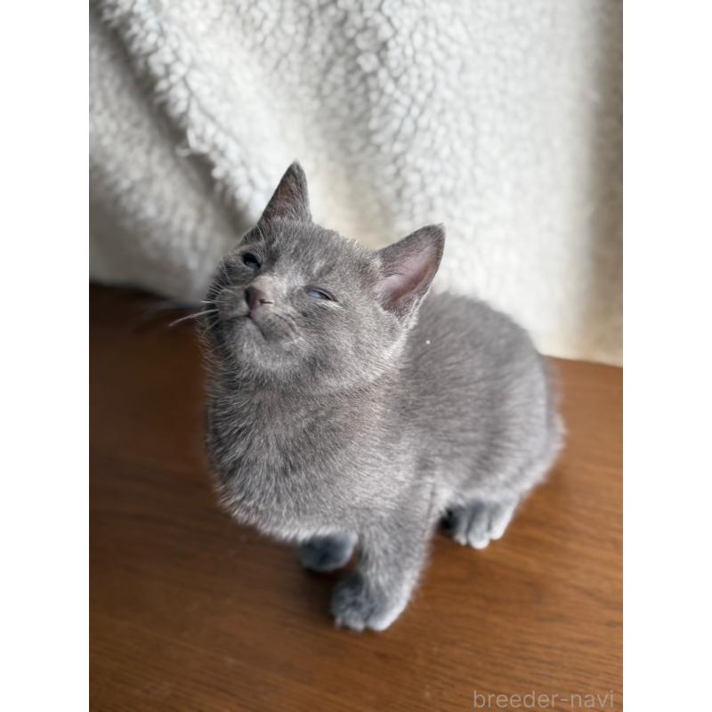 販売中の静岡県のミックス-135511の3枚目