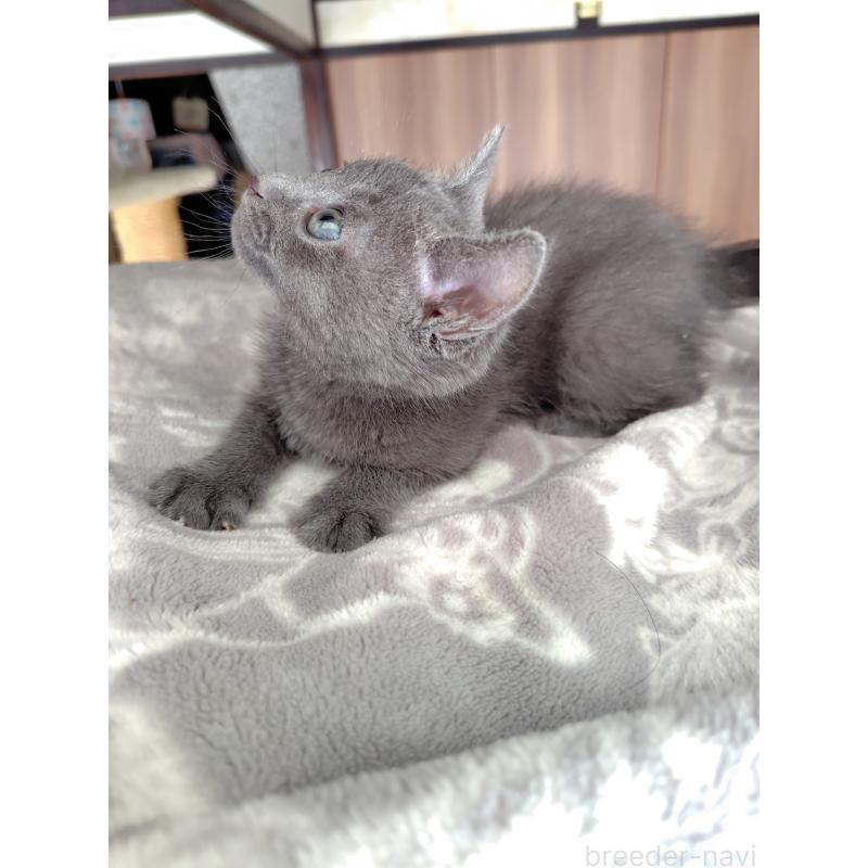 販売中の静岡県のミックス-135511の2枚目