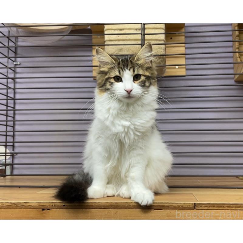 販売中の京都府のノルウェージャンフォレストキャット-126981の3枚目